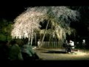 2008 4/11 　 滋賀 ・米原「徳源院」 「癒しのさくら　シンセサイザーコンサート」